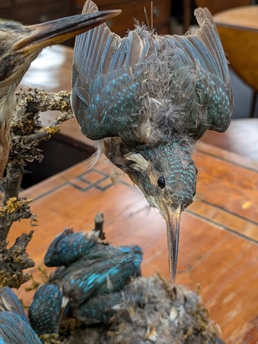 Lot 168 - Stuffed/taxidermy kingfishers under glass dome,...