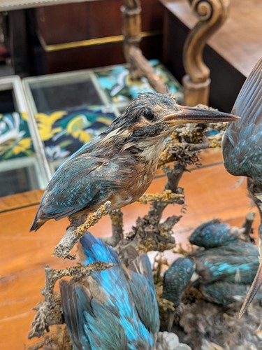Lot 168 - Stuffed/taxidermy kingfishers under glass dome,...
