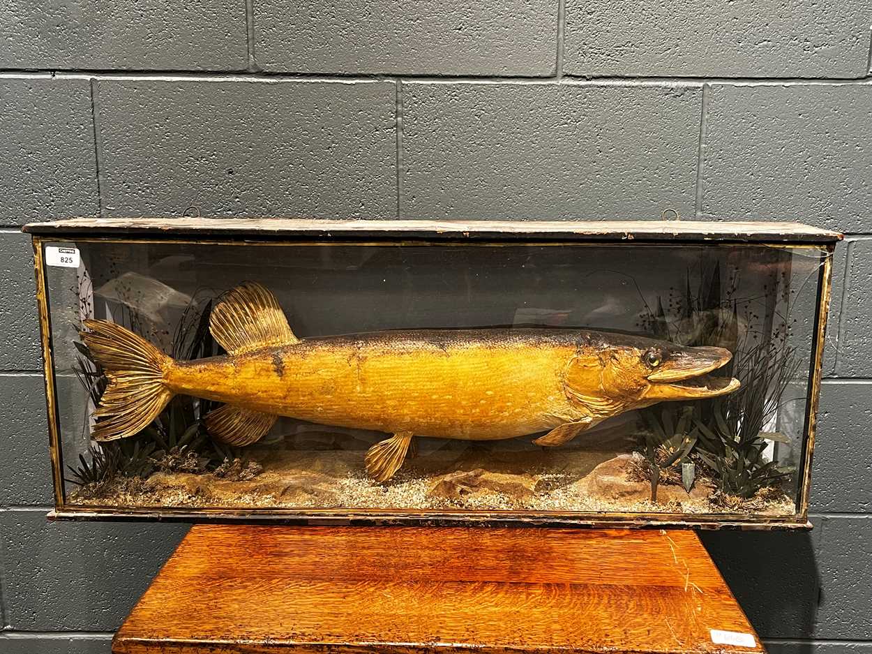 Lot 825 - A late 19th century taxidermy specimen pike...