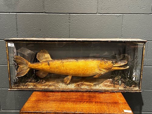 Lot 825 - A late 19th century taxidermy specimen pike...