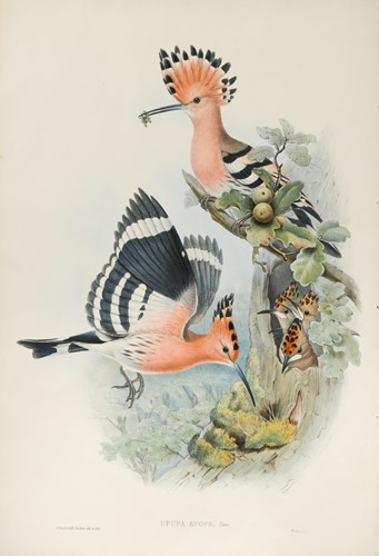 Lot 31 - John Gould (1804-1881), publisher