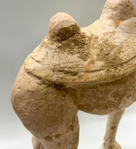 Lot 6 - A Chinese terracotta Bactrian camel, Tang Dynasty or later
