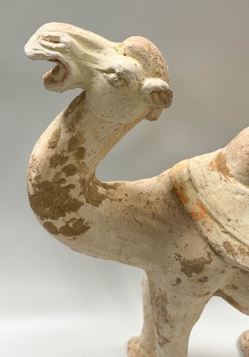 Lot 6 - A Chinese terracotta Bactrian camel, Tang Dynasty or later