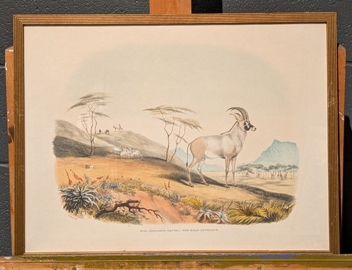 Lot 429 - Captain William Cornwallis Harris