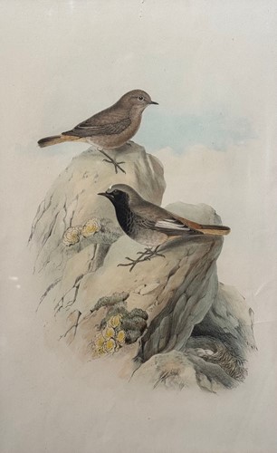 Lot 514 - A Group Of Three 19th Century Ornithological Prints