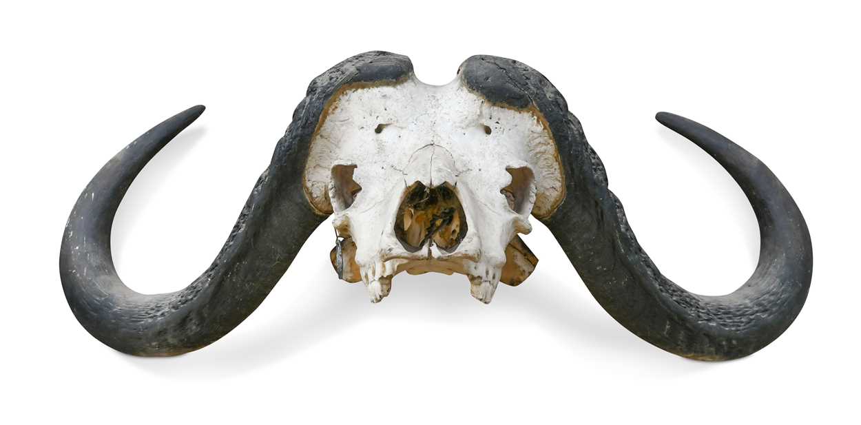 Lot 610 - African Cape Buffalo (Syncerus caffer)