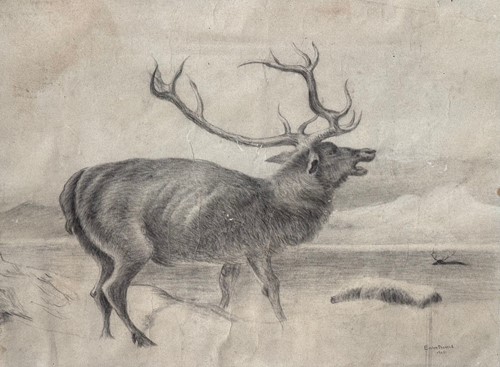 Lot 566 - Stag at Bay, charcoal and pencil on paper...