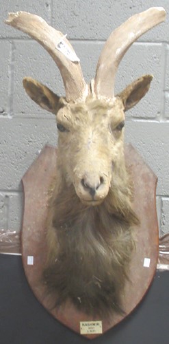Lot 749 - Markhor or Black Buck taxidermy head mount,...