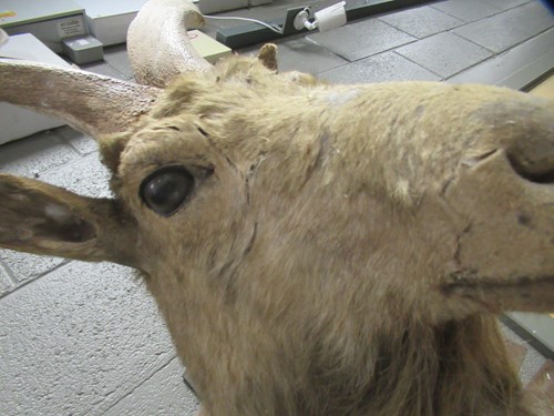 Lot 749 - Markhor or Black Buck taxidermy head mount,...
