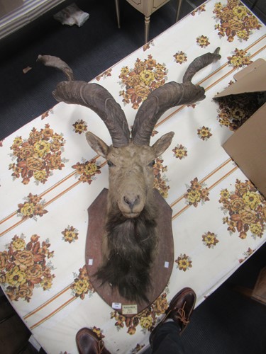Lot 749 - Markhor or Black Buck taxidermy head mount,...