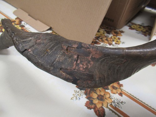 Lot 749 - Markhor or Black Buck taxidermy head mount,...