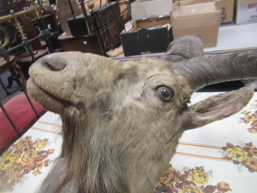 Lot 749 - Markhor or Black Buck taxidermy head mount,...