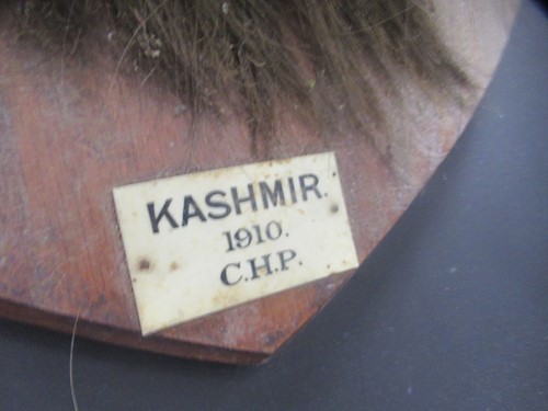 Lot 749 - Markhor or Black Buck taxidermy head mount,...