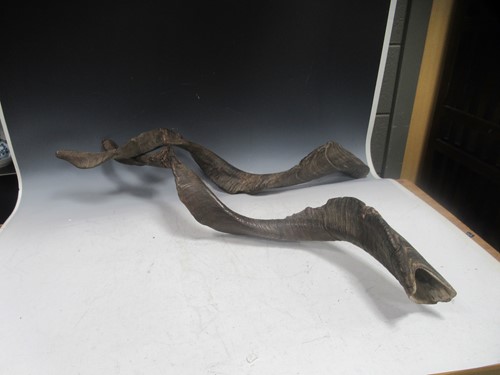 Lot 749 - Markhor or Black Buck taxidermy head mount,...
