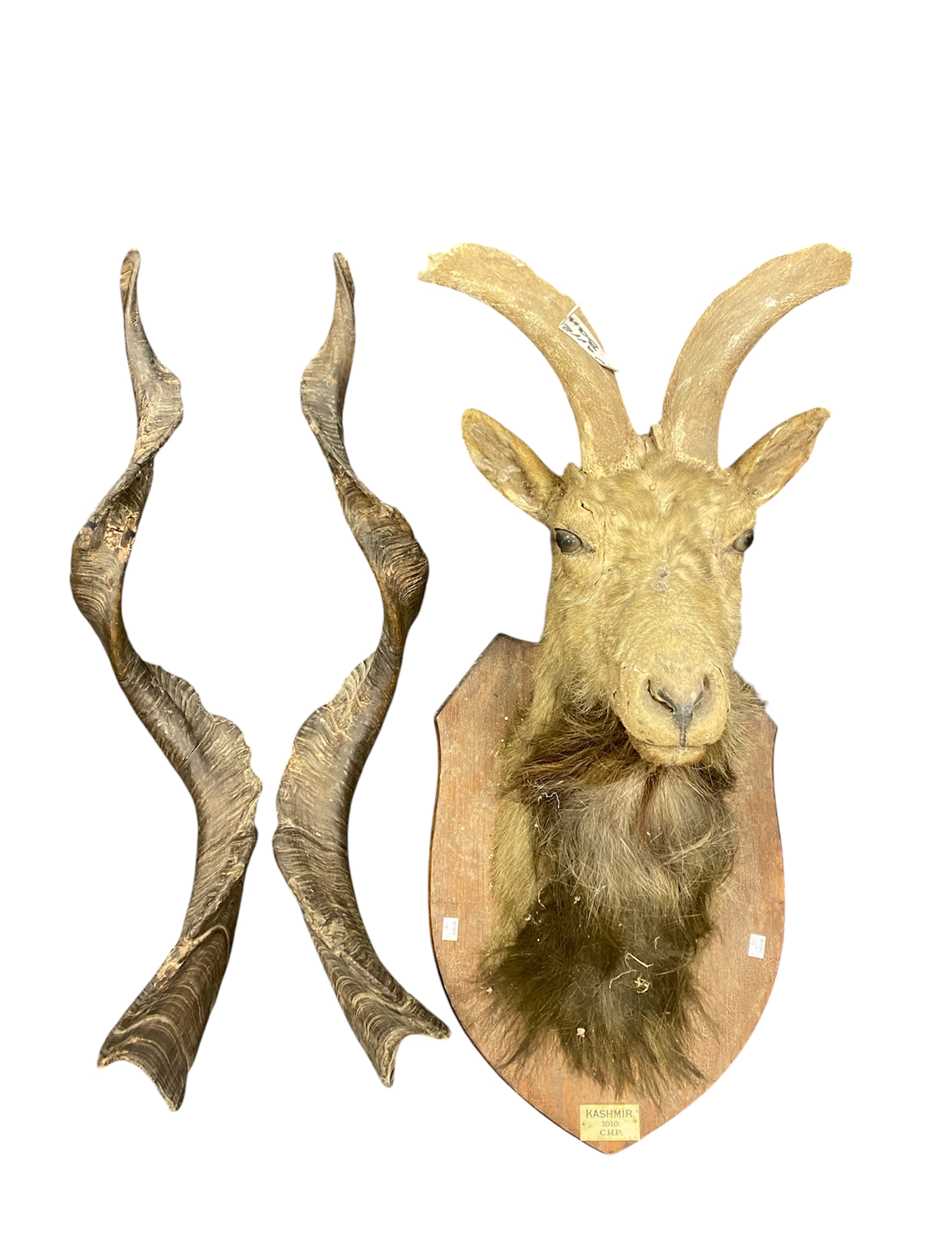 Lot 749 - Markhor or Black Buck taxidermy head mount,...