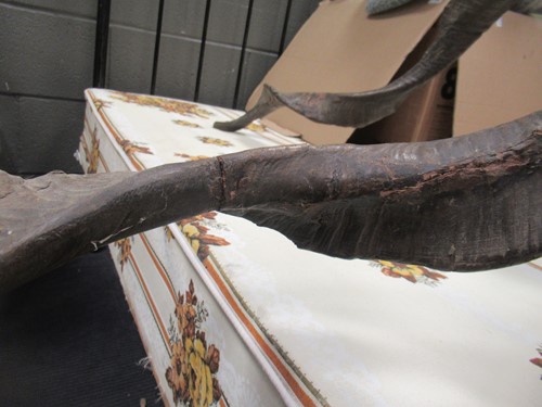 Lot 749 - Markhor or Black Buck taxidermy head mount,...