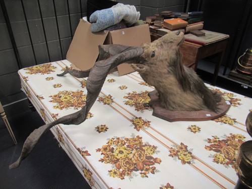 Lot 749 - Markhor or Black Buck taxidermy head mount,...