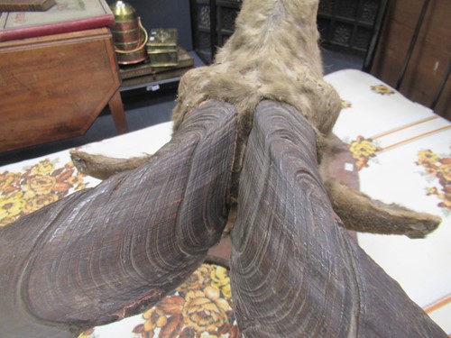 Lot 749 - Markhor or Black Buck taxidermy head mount,...