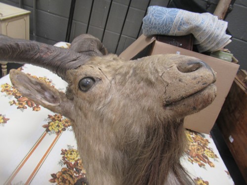 Lot 749 - Markhor or Black Buck taxidermy head mount,...