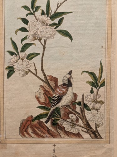 Lot 365 - Le Pecher de la Chine a fleurs semi-doubles -...