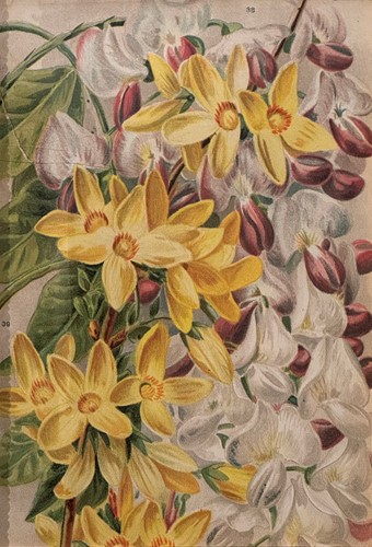 Lot 490 - A Set Of Four 19th Century Botanical Prints