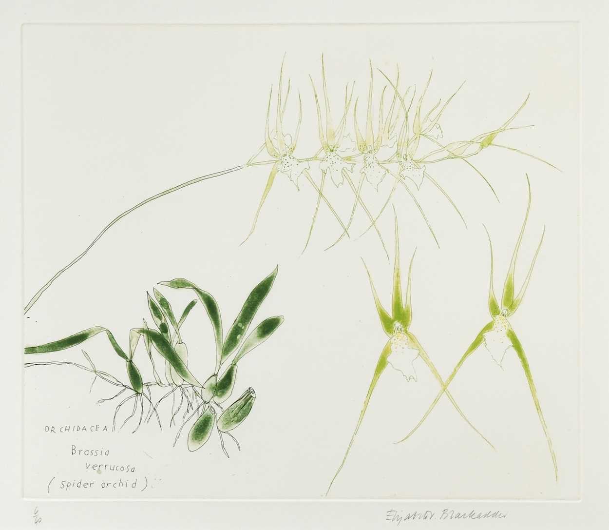 Lot 470 - Dame Elizabeth Blackadder DBE, RA, RSA (1931-