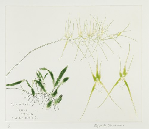 Lot 470 - Dame Elizabeth Blackadder DBE, RA, RSA (1931-2021)