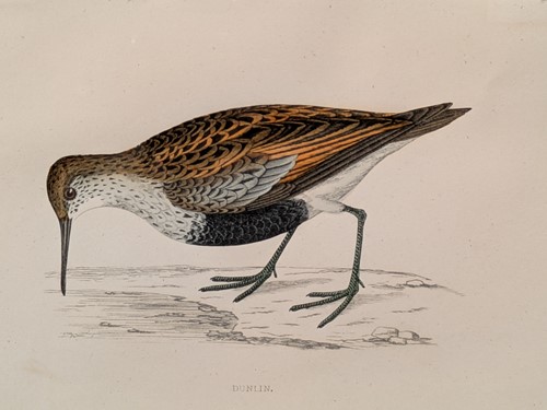 Lot 605 - A Group Of Six Ornithological Prints