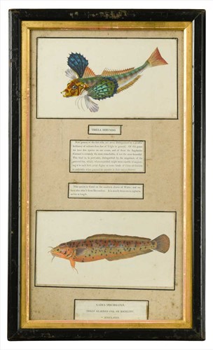 Lot 656 - Framed coloured fish prints from Thomas...