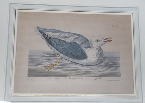 Lot 652 - 19th century engravings of birds: Seagull,...