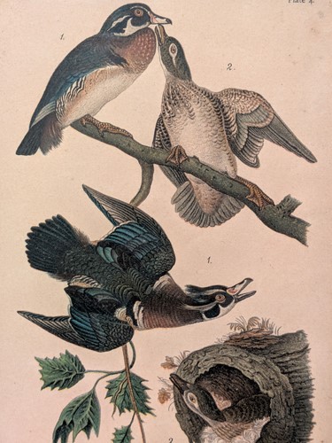 Lot 615 - A Group Of Four Ornithological Prints