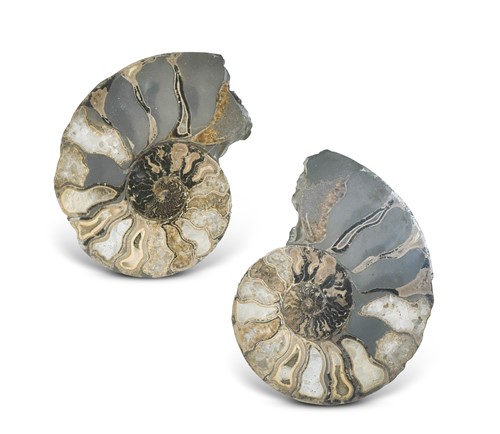 Lot 515 - A split ammonite from Madagascar