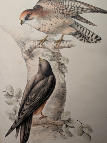 Lot 40 - Edward Lear (British, 1812-1888)