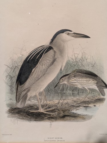 Lot 440 - A pair of ornithological prints, night-heron...