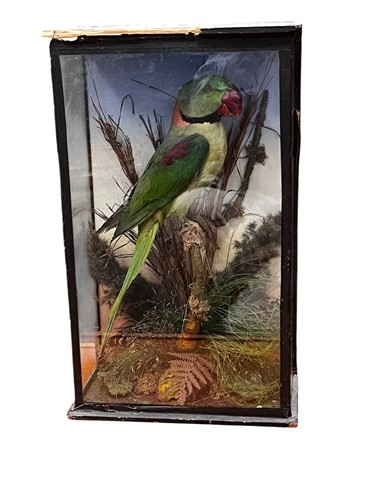 Lot 205A - Taxidermy, early 20th century an Indian ring...