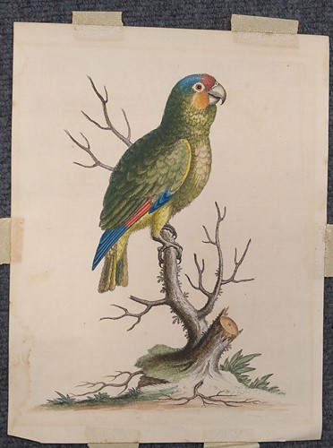Lot 285 - After George Edwards (1694-1751) 'The Lesser...