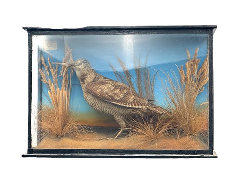 Lot 254 - A taxidermy Woodcock (Scolopax rusticola) in...