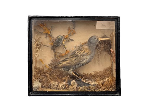 Lot 255 - A taxidermy Common Sandpiper (Actitis...