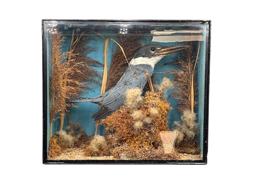 Lot 239 - A taxidermy Belted Kingfisher (Megaceryle...