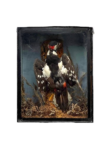Lot 253 - A taxidermy Great Spotted Woodpecker...