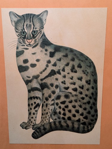 Lot 391 - A modern print of an Ocelot after a 1820s...