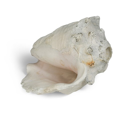 Lot 487 - A Queen conch shell trumpet (Aliger Gigas), Aztec, circa 1300-1500