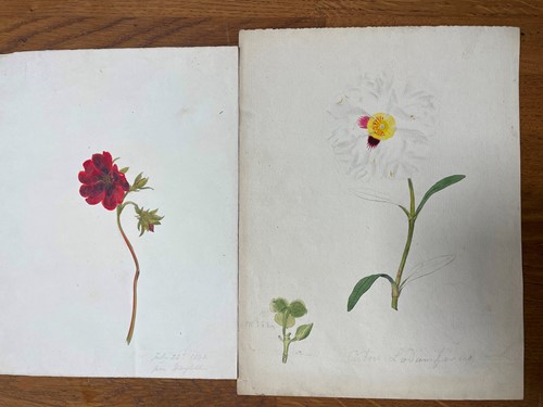 Lot 270 - James Sowerby (1757-1822)