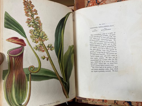 Lot 181 - [The Botanical Cabinet]