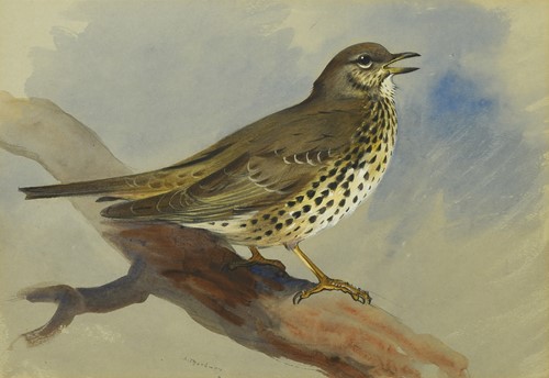 Lot Archibald Thorburn FZS (Scottish, 1860-1935)