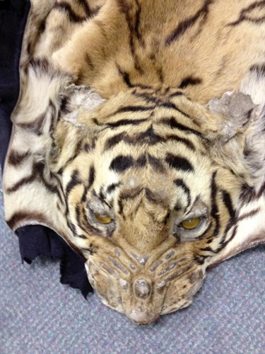 Lot 526 - A Van Ingen Tiger skin