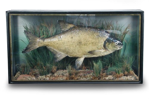Lot 625 - A Cased Bream
