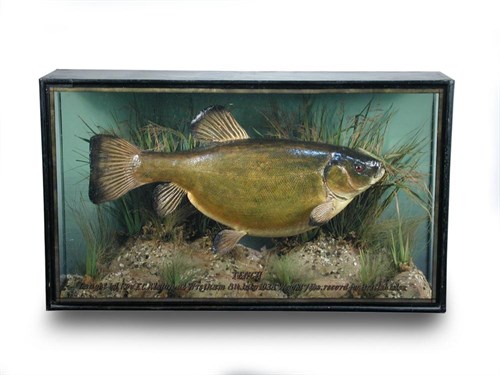 Lot 627 - A cased Tench