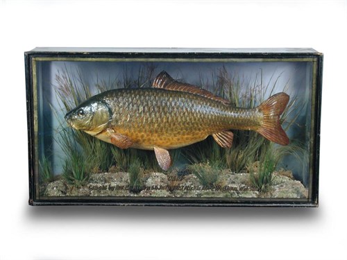 Lot 628 - A cased Carp