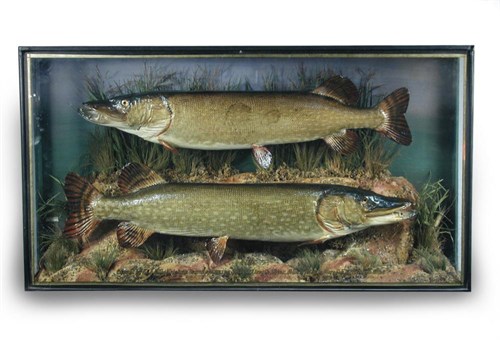 Lot 629 - A cased pair of Pike